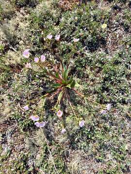 Image of Grass-Leaf Springbeauty