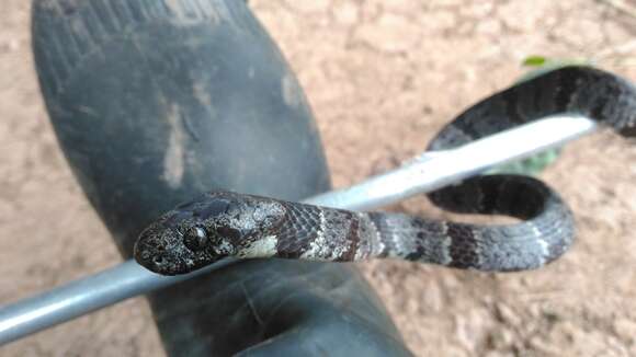 Image of Cloudy Snail-eating Snake