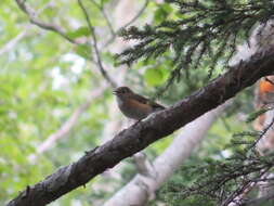 Image of Orange-flanked Bush-Robin