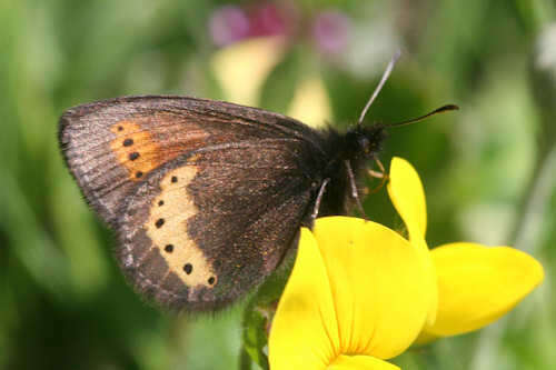 Image of Yellow-banded Ringlet