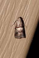 Acrobasis exsulella Zeller 1848 resmi