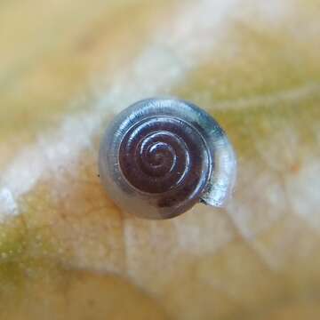 Image of milky crystal snail