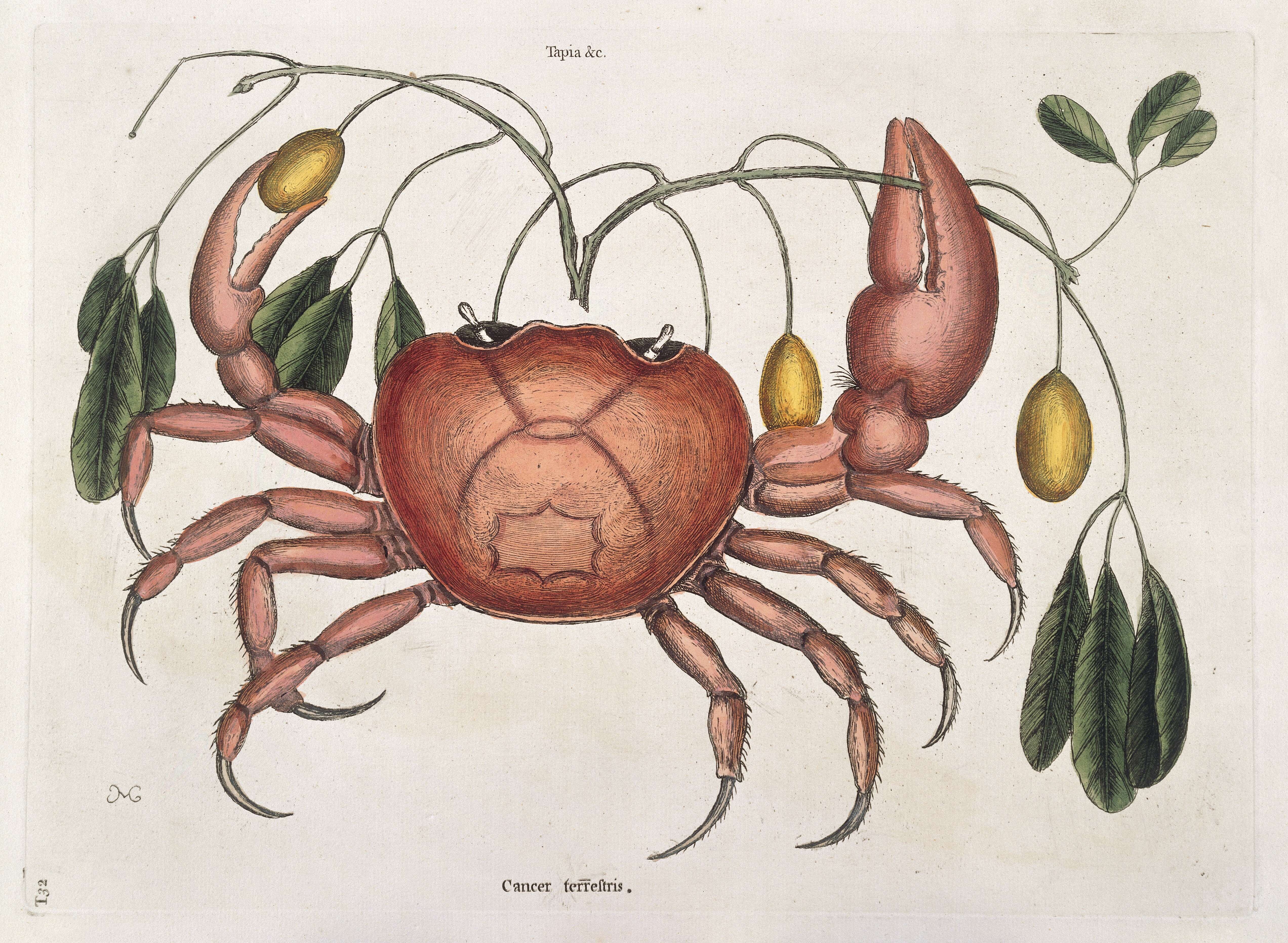 Imagem de Gecarcinus ruricola (Linnaeus 1758)