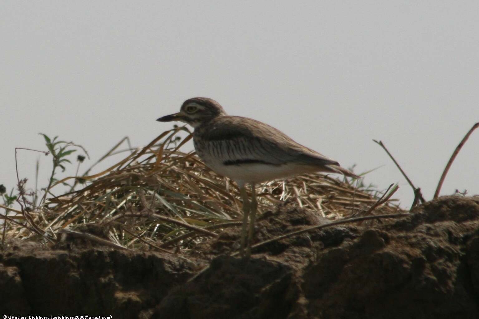 Image de Oedicnème du Sénégal