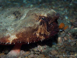 Image of Redbellied batfish