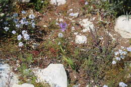 Image of Ixia purpureorosea G. J. Lewis