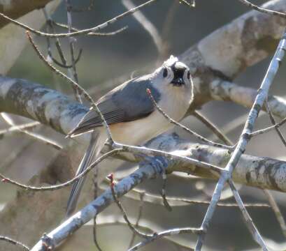 Image of American Titmice