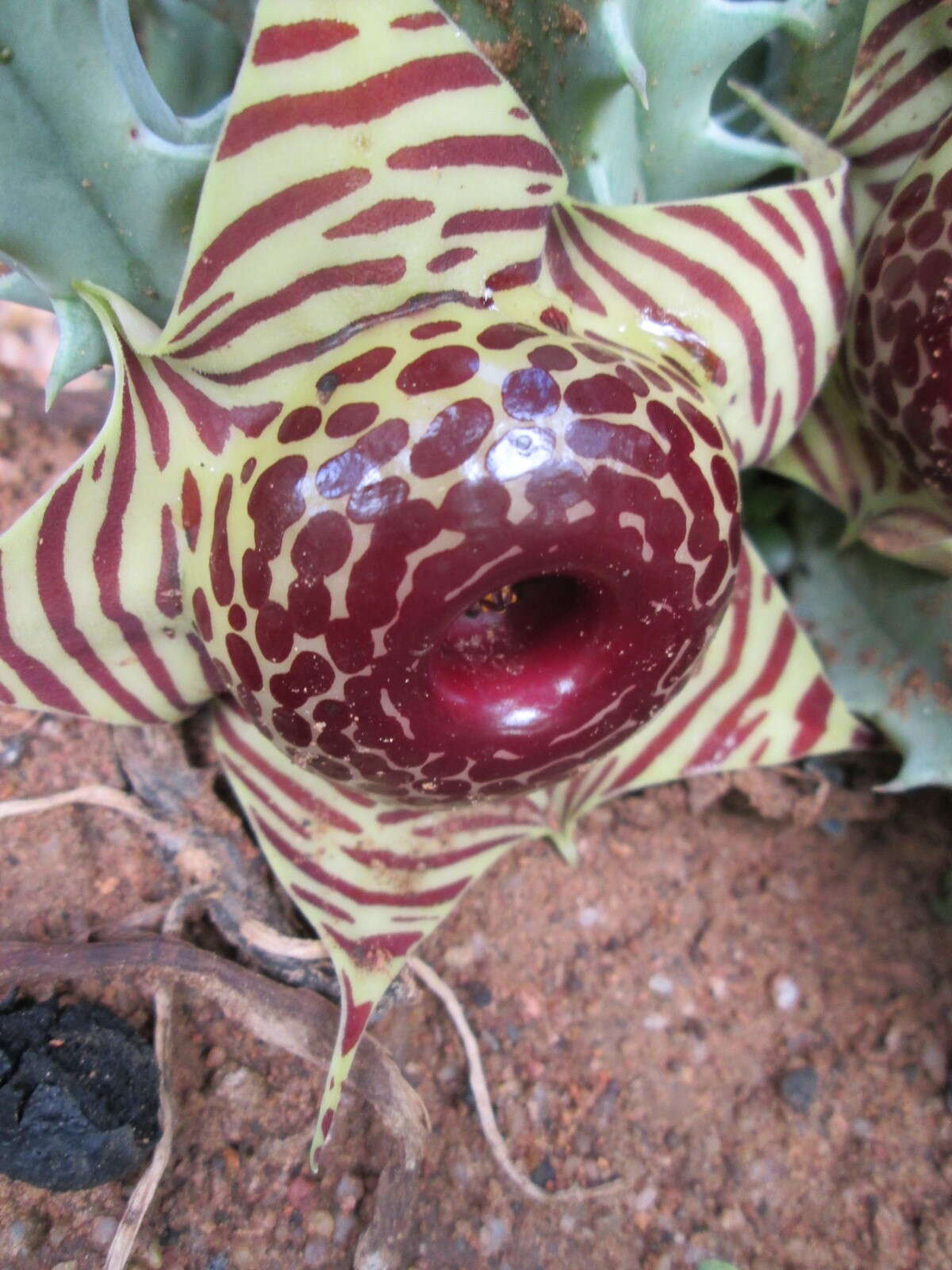 Image de Ceropegia zebrina (N. E. Br.) Bruyns