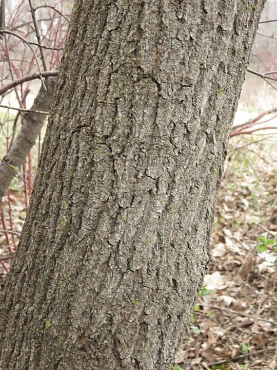 Acer negundo var. violaceum (G. Kirchn.) H. Jäger resmi