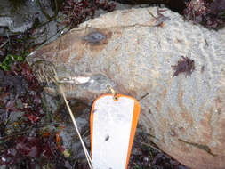 Image of northerns sea lions