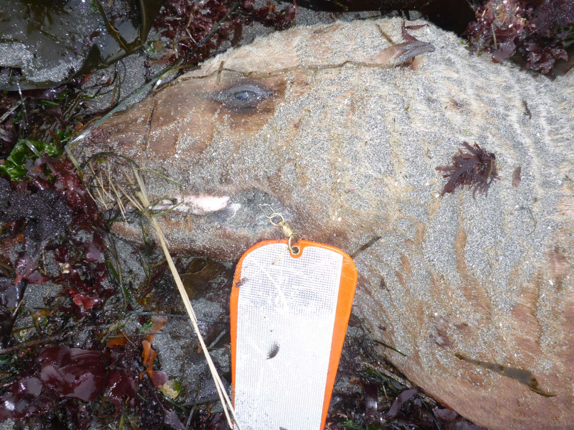 Image of northerns sea lions