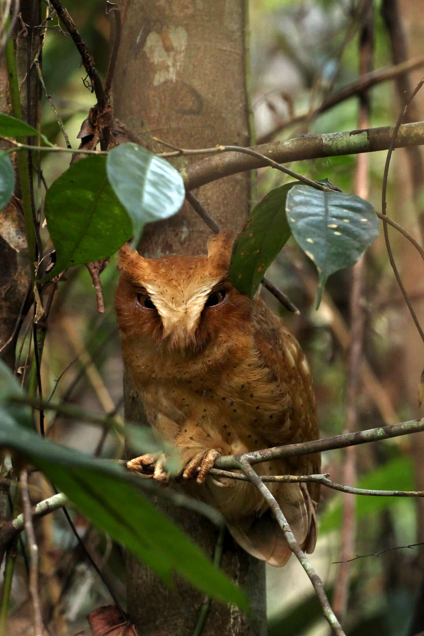 Image of Serendib Scops Owl