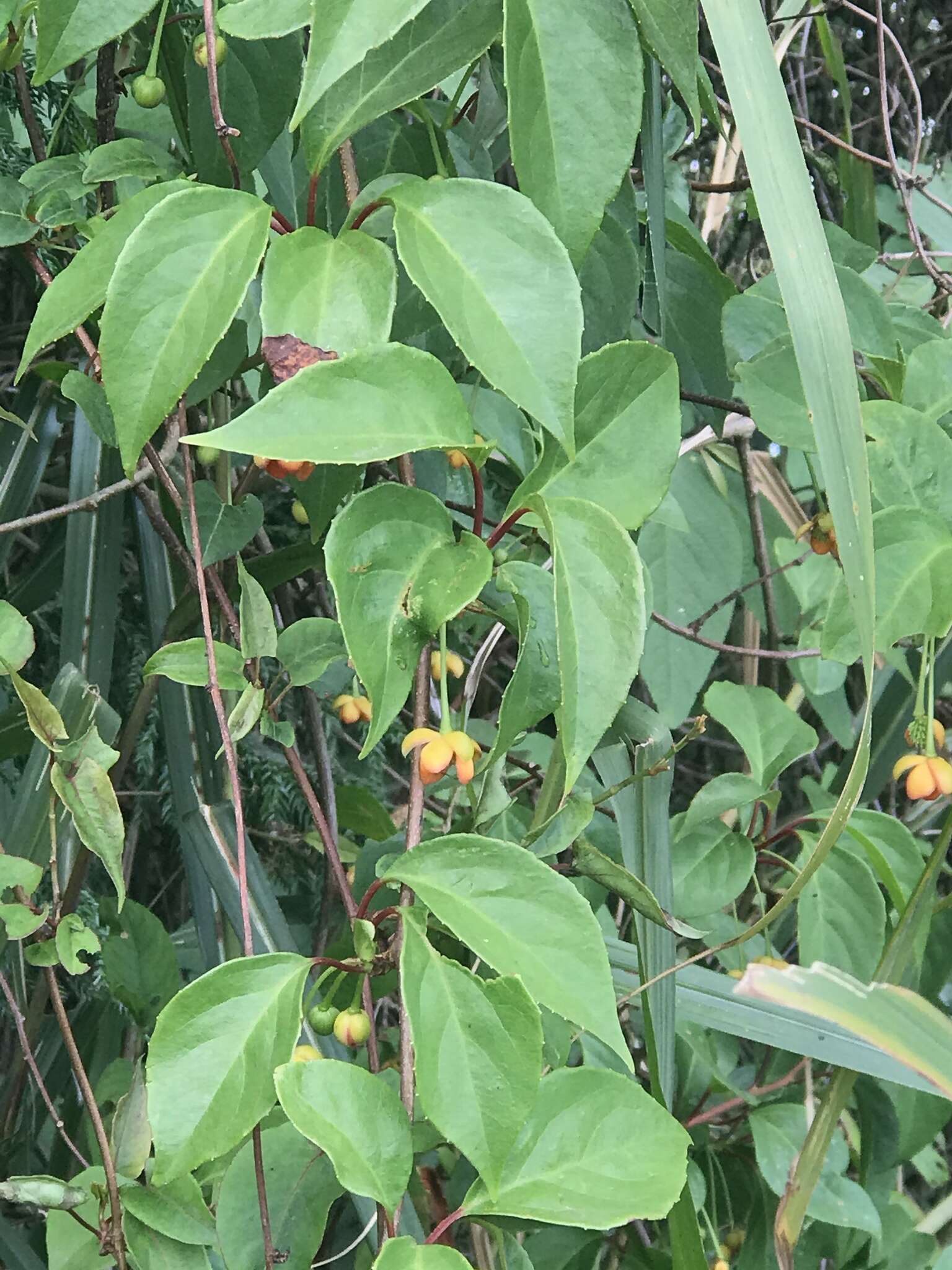 Image de Schisandra arisanensis Hayata