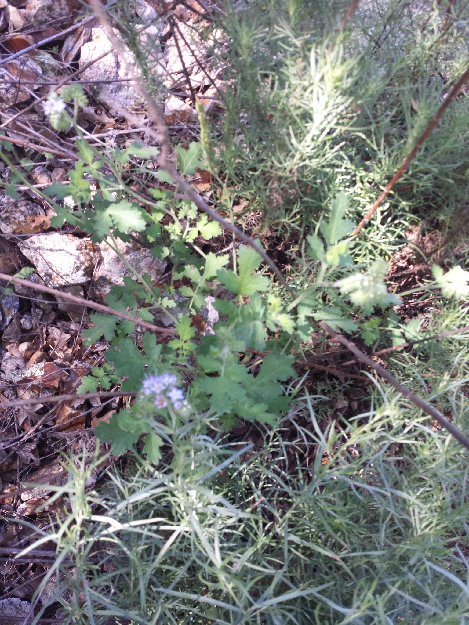 Image of rock phacelia