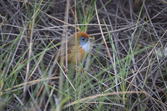 صورة Stipiturus mallee Campbell & AJ 1908