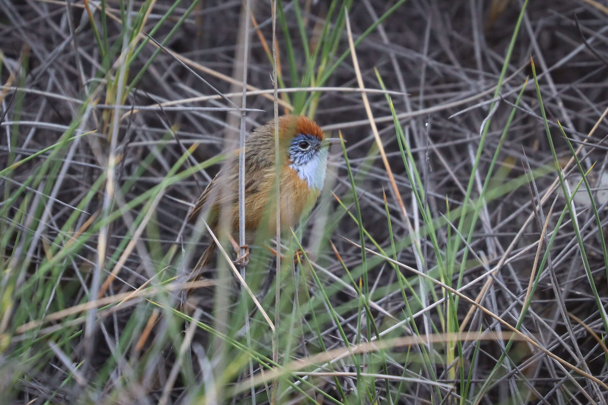 Image of Mallee Emu-wren