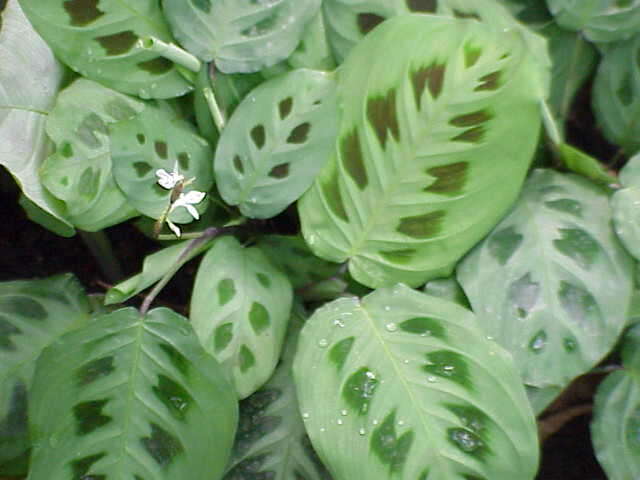 Image of prayerplant