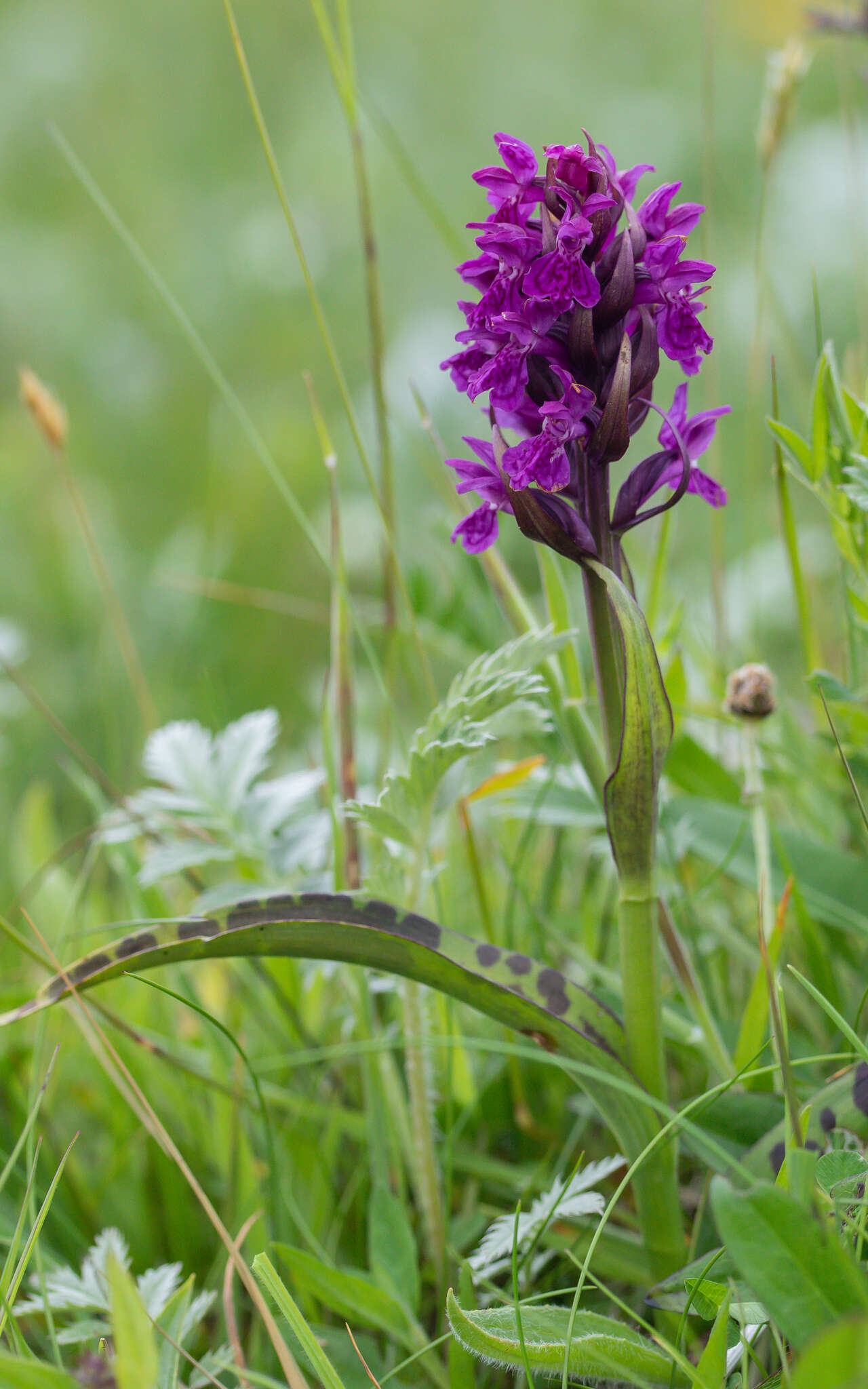 Image of Dactylorhiza traunsteinerioides (Pugsley) Landwehr