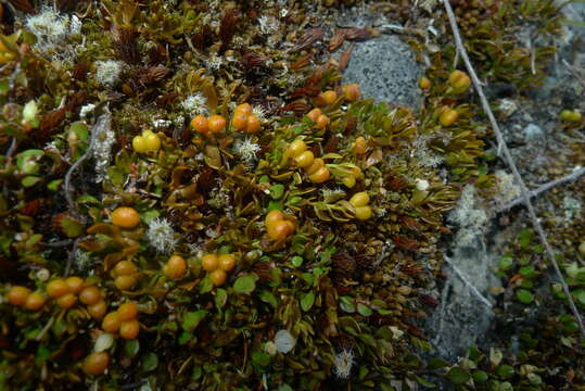 Image of Stackhousia minima Hook. fil.