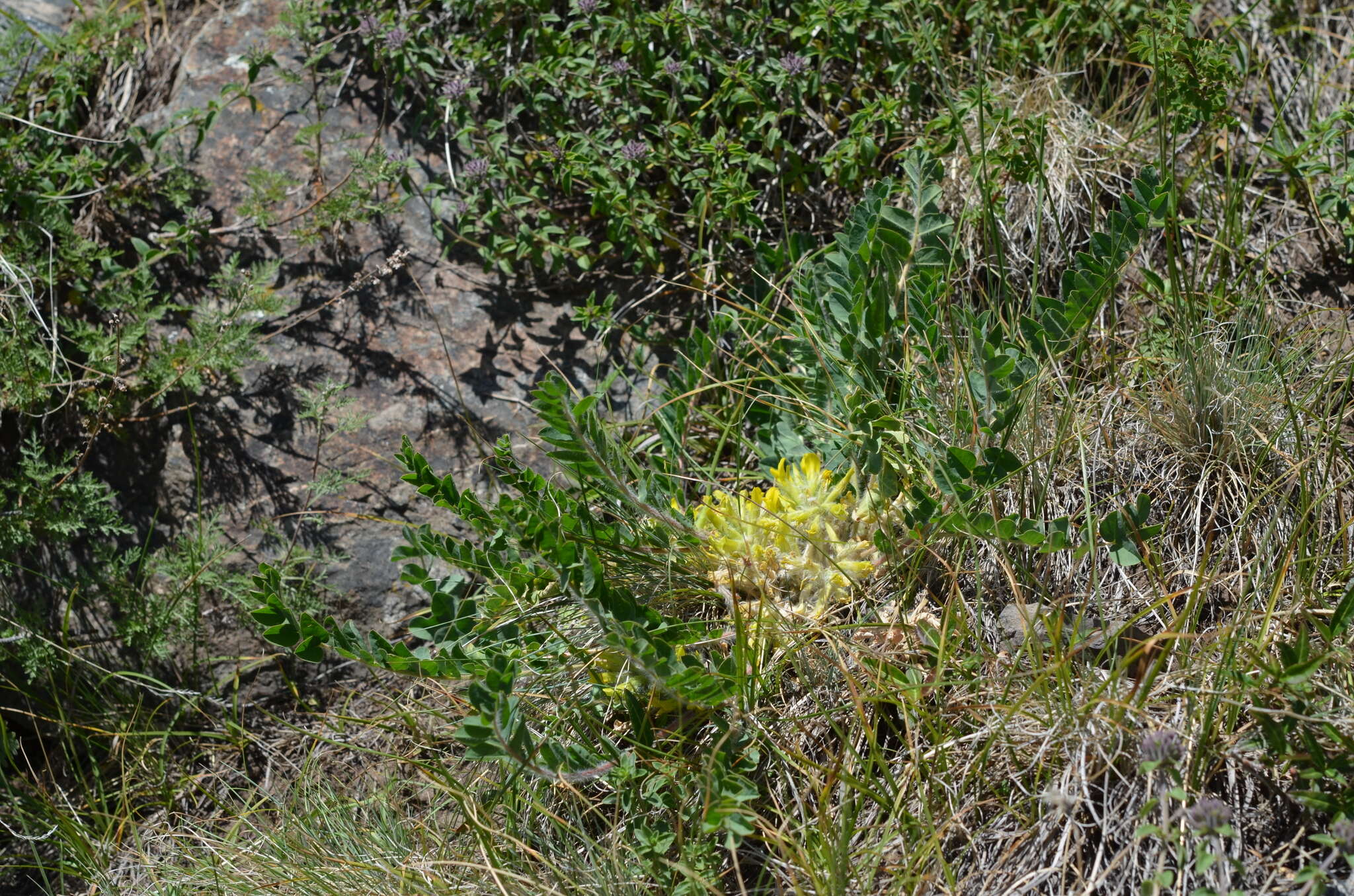 Imagem de Astragalus schanginianus Pall.