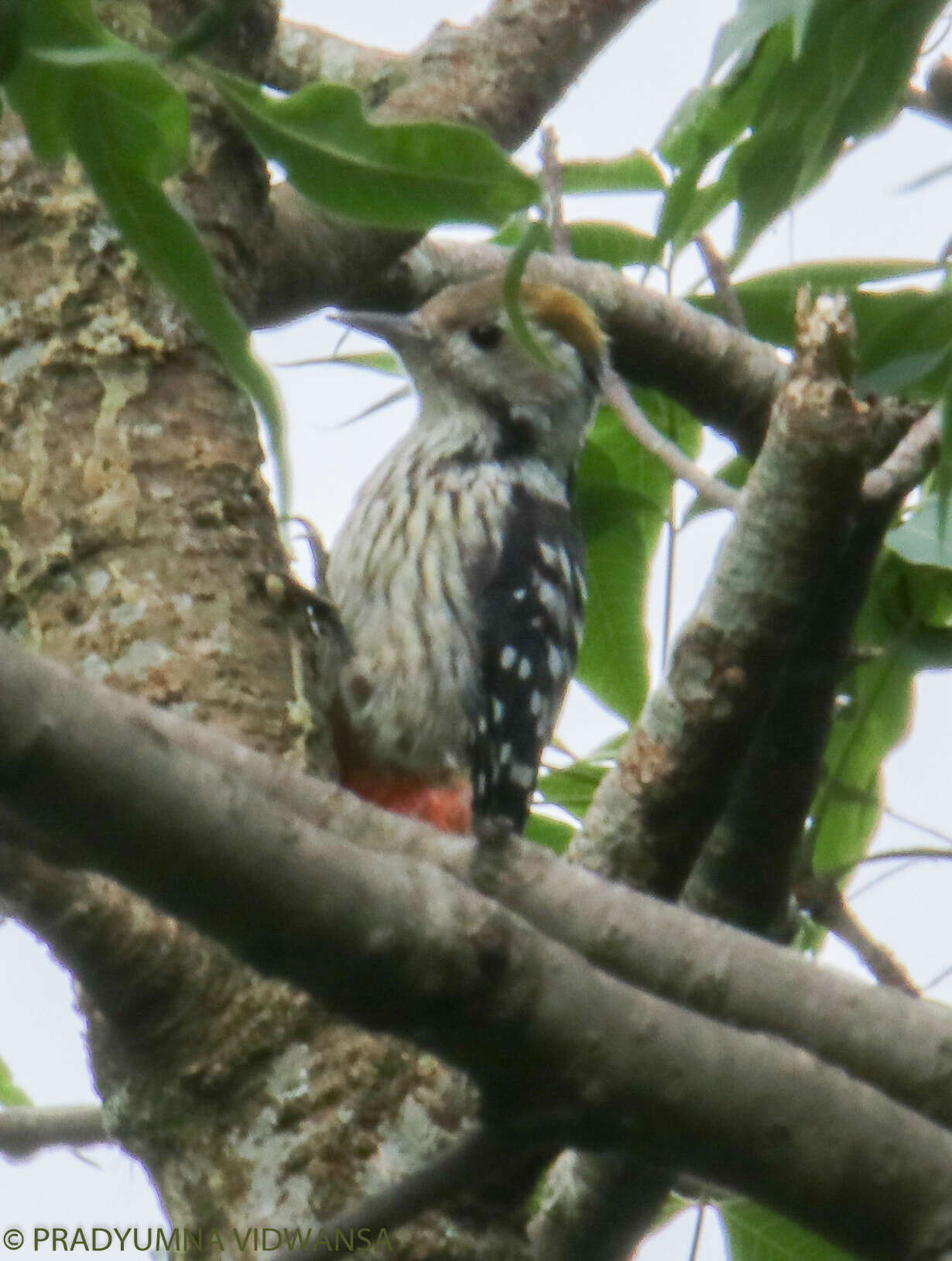 Image of Brown-fronted Woodpecker