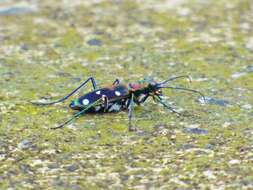 Image of Cicindela (Cosmodela) separata Fleutiaux 1894