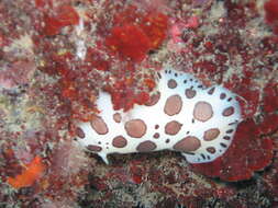 Plancia ëd Peltodoris atromaculata Bergh 1880