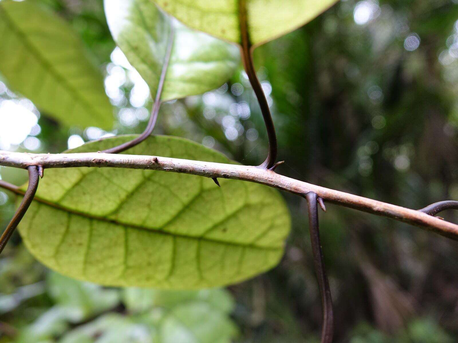 Image de Litsea calicaris (A. Cunn.) Benth. & Hook. fil. ex Kirk