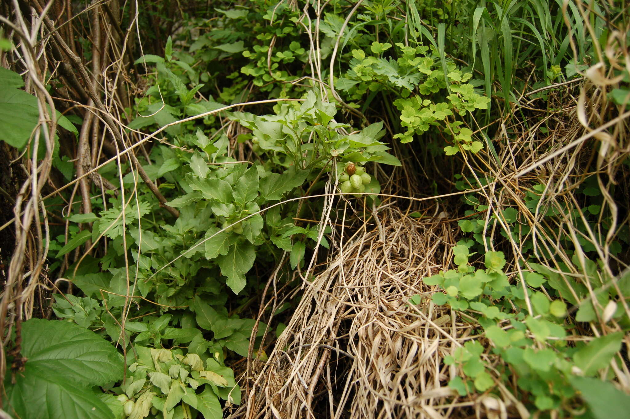 Image of Physochlaina physaloides (L.) G. Don