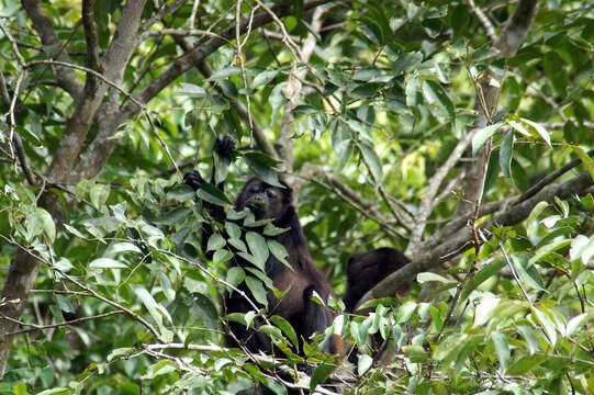 Image of Ecuadorian Mantled Howling Monkey