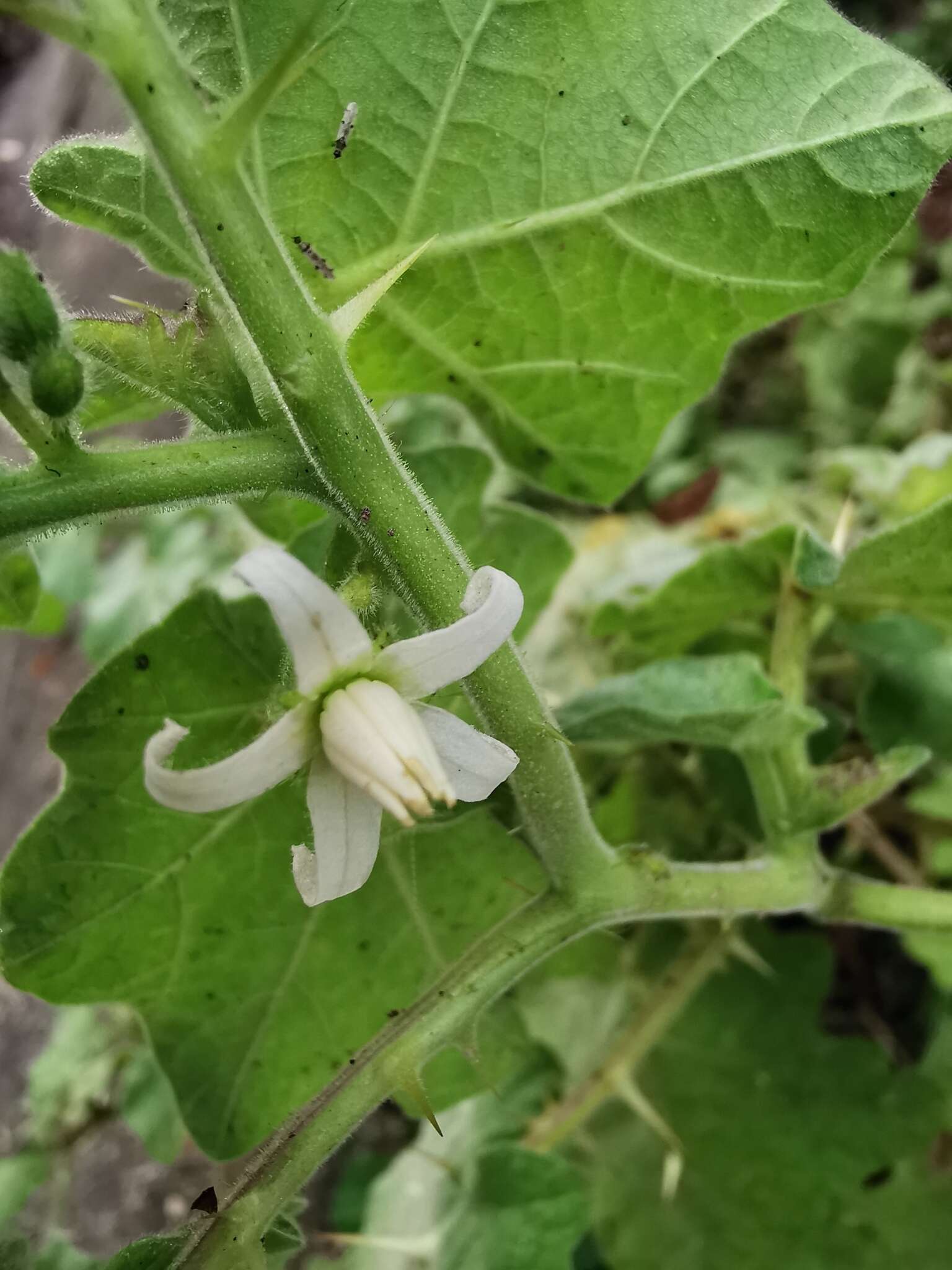 صورة Solanum myriacanthum Dun.