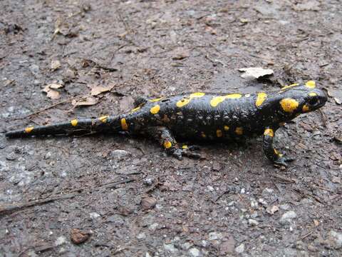 Image of Common Fire Salamander