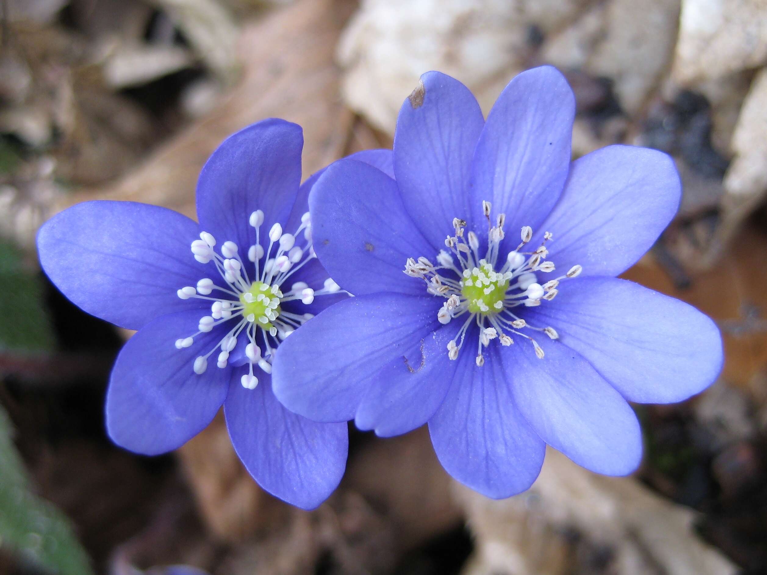 Image of American liverleaf