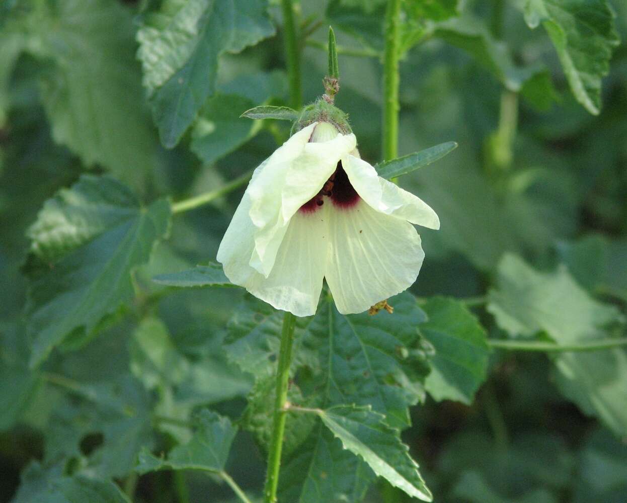 Image of rosemallow