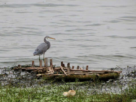 Image of Western Reef Heron