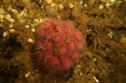 Image of encrusting star coral