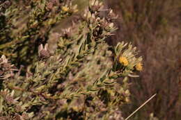 Image of Leucadendron remotum I. Williams