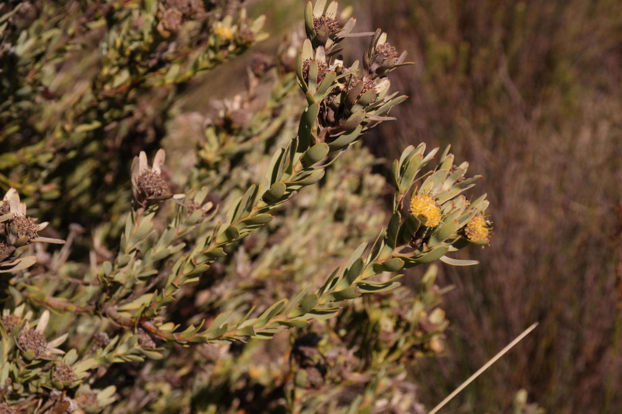 Image of Leucadendron remotum I. Williams