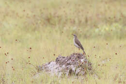 Anthus pallidiventris Sharpe 1885的圖片