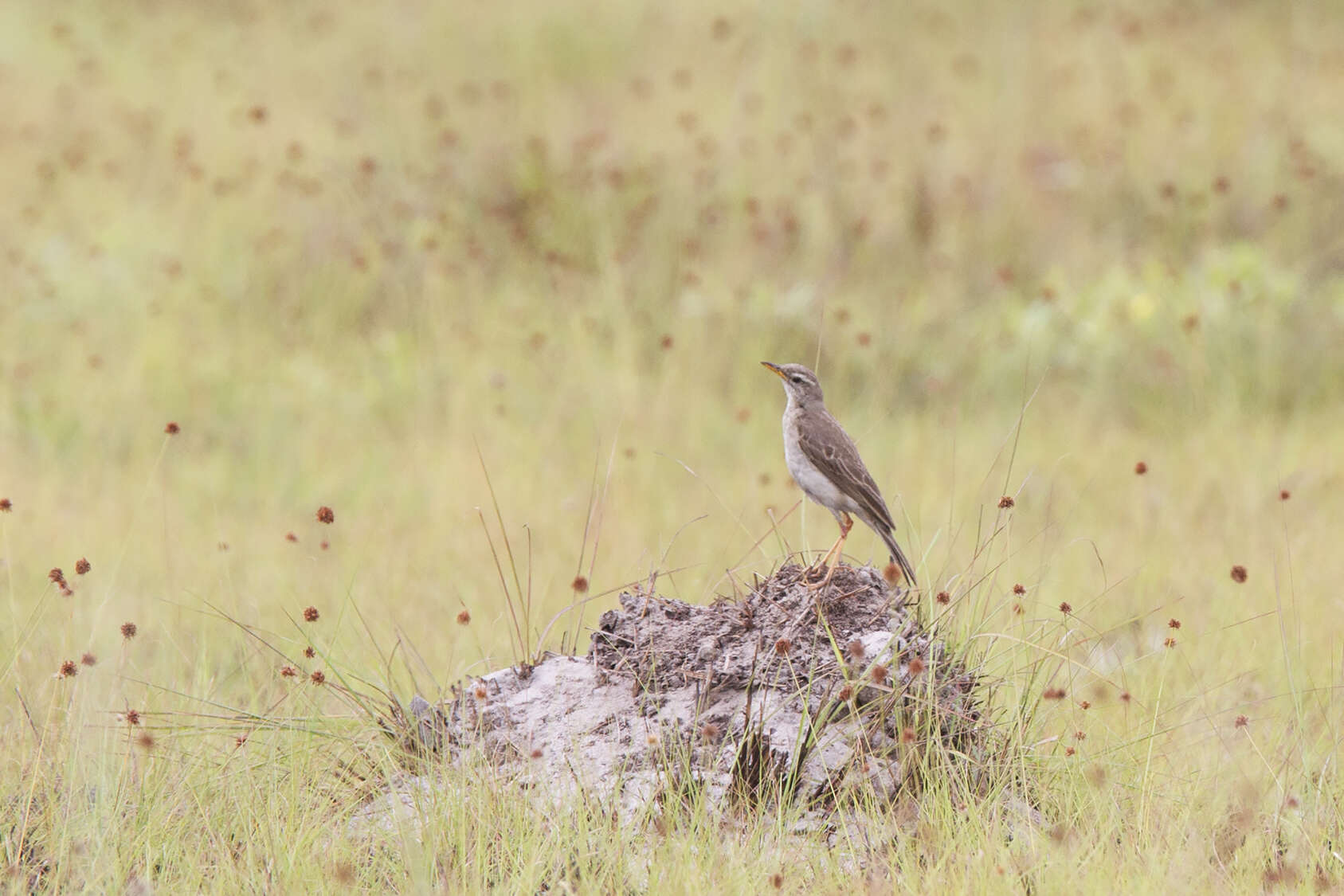 Anthus pallidiventris Sharpe 1885的圖片