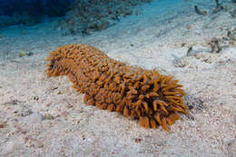 Image of Prickly Redfish