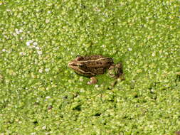 Image of Perez's Frog