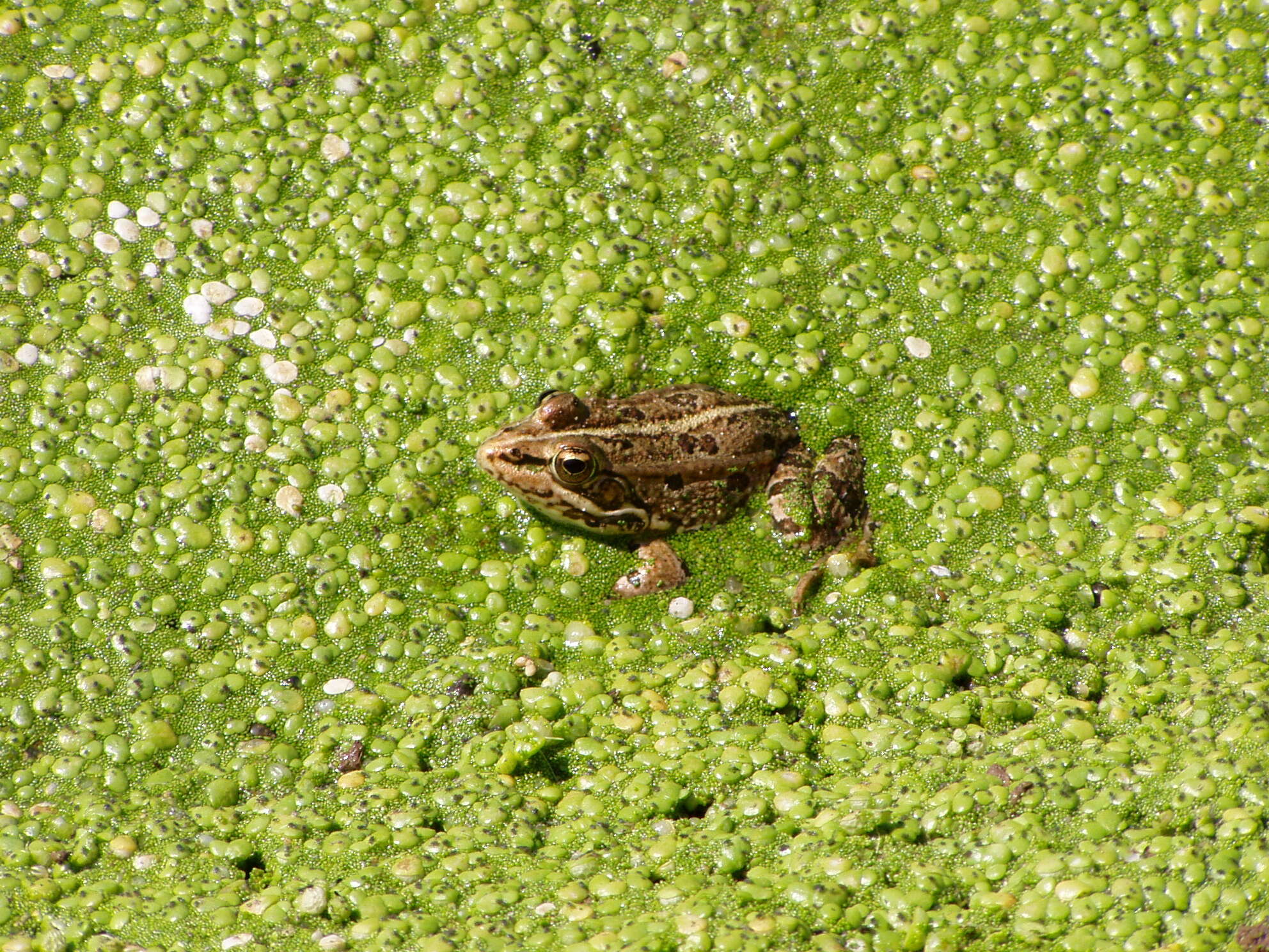 Image of Perez's Frog