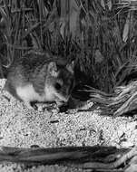 Image of Grasshopper mouse