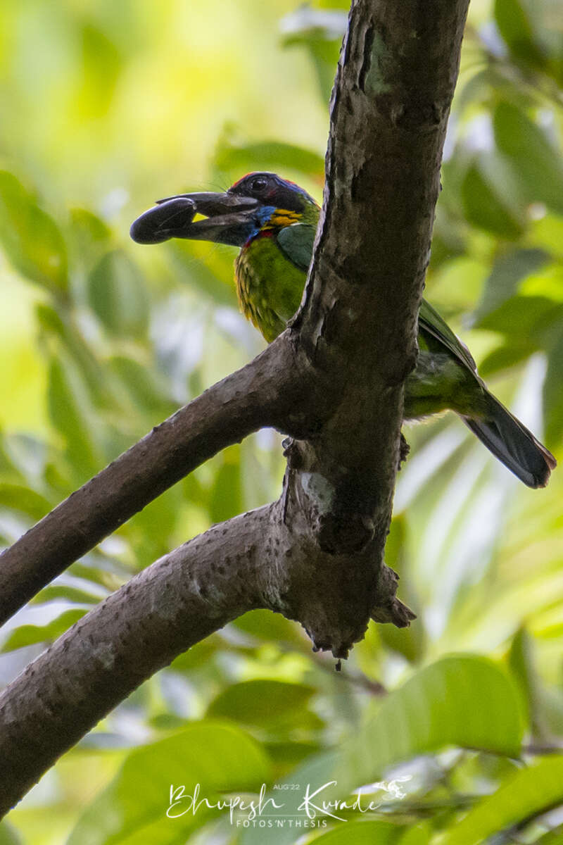 Image of Red-crowned Barbet