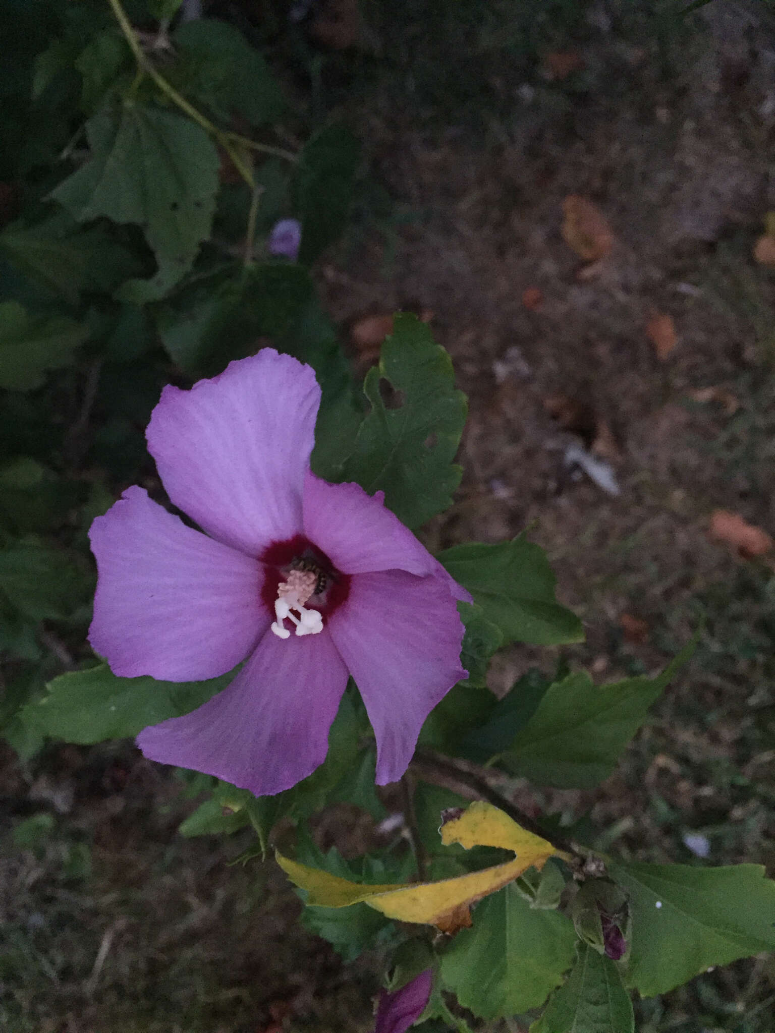 Imagem de Hibiscus syriacus L.