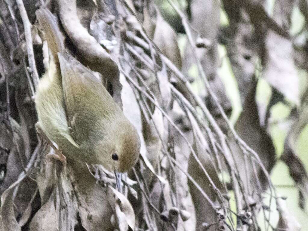 Image of Large-billed Scrubwren