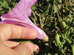 Image of ginger-leaf morning-glory