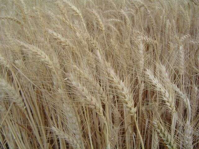 Image of durum wheat