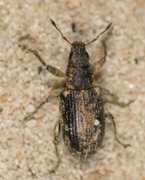 Image of Sweetclover Weevil